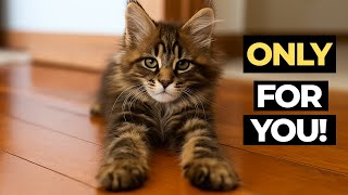 5 Special Things Cats Do ONLY for Their Favorite Person!