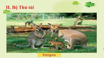 Sinh học 7 – Bài: Bộ Thú huyệt, bộ Thú túi - Cô Vân