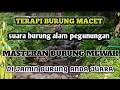TERAPI BURUNG MACET MASTERAN BURUNG ALAM‼️