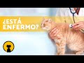 SEÑALES de que tu GATO NO está BIEN 😿⚠️ | Cómo saber si mi GATO está ENFERMO