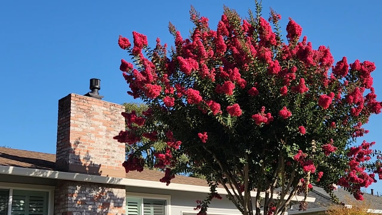 Pruning Crape Myrtle Trees YouTube