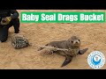 Baby seal drags bucket