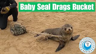 Baby Seal Drags Bucket