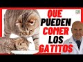 QUE PUEDEN COMER LOS GATITOS, Bebés 🟣  Que COMEN los GATOS PEQUEÑOS 🟣 de 1,2,3 Meses, Recien Nacidos