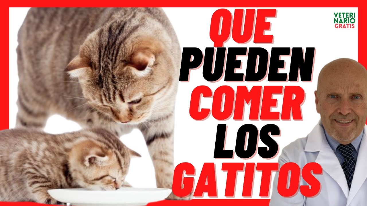 QUE PUEDEN COMER LOS GATITOS, Bebés 🟣 Que COMEN los GATOS PEQUEÑOS 🟣 de