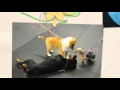 Dog Day Care and Training Markham | Canine Campus | 905-477-8092 Dog Day Care and Training Markham | Canine Campus | 905-477-8092