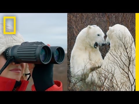 She Got to See Wild Polar Bears. Will the Next Generation? | Short Film Showcase