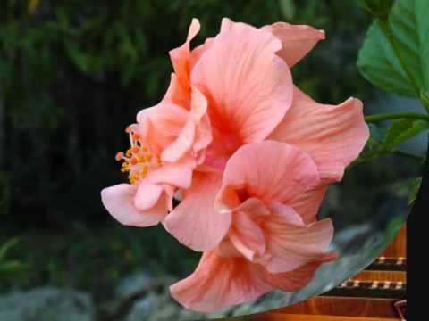 Assista a Zuzana Ruzickova, Bach English Suite No.6 in D minor BWV 811 no YouTube