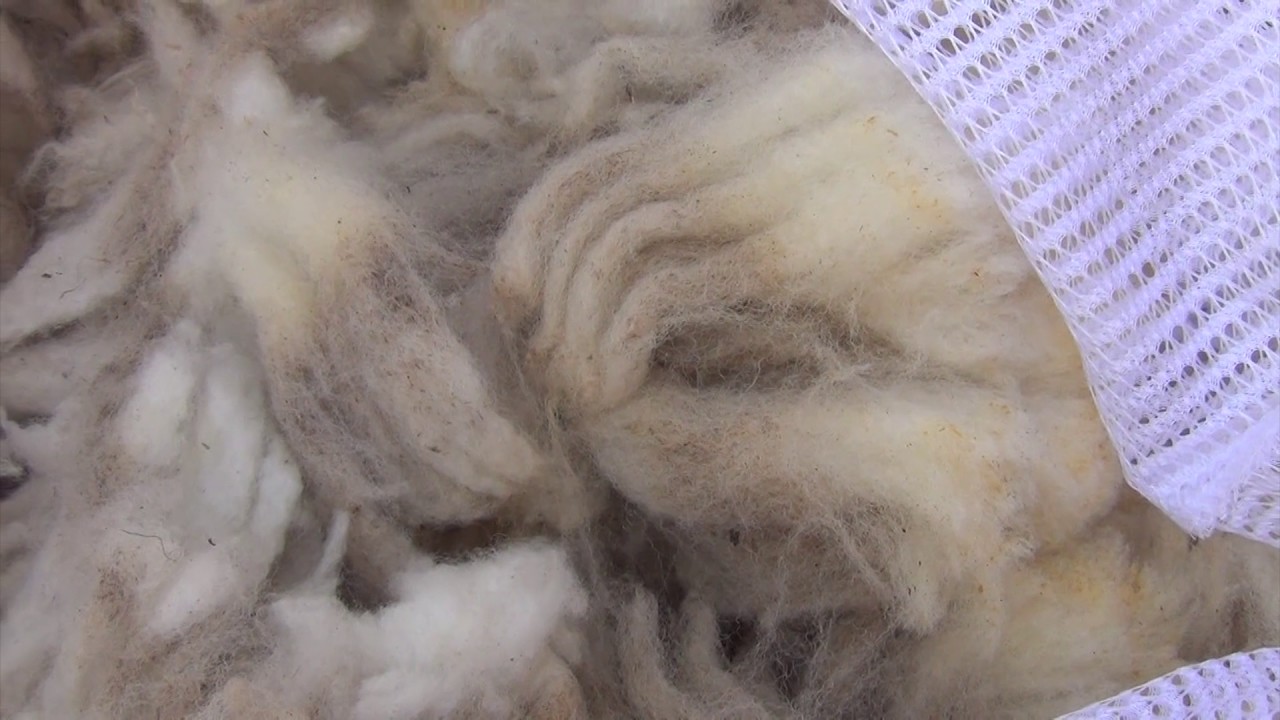 My First Raw Wool Fleece - YouTube