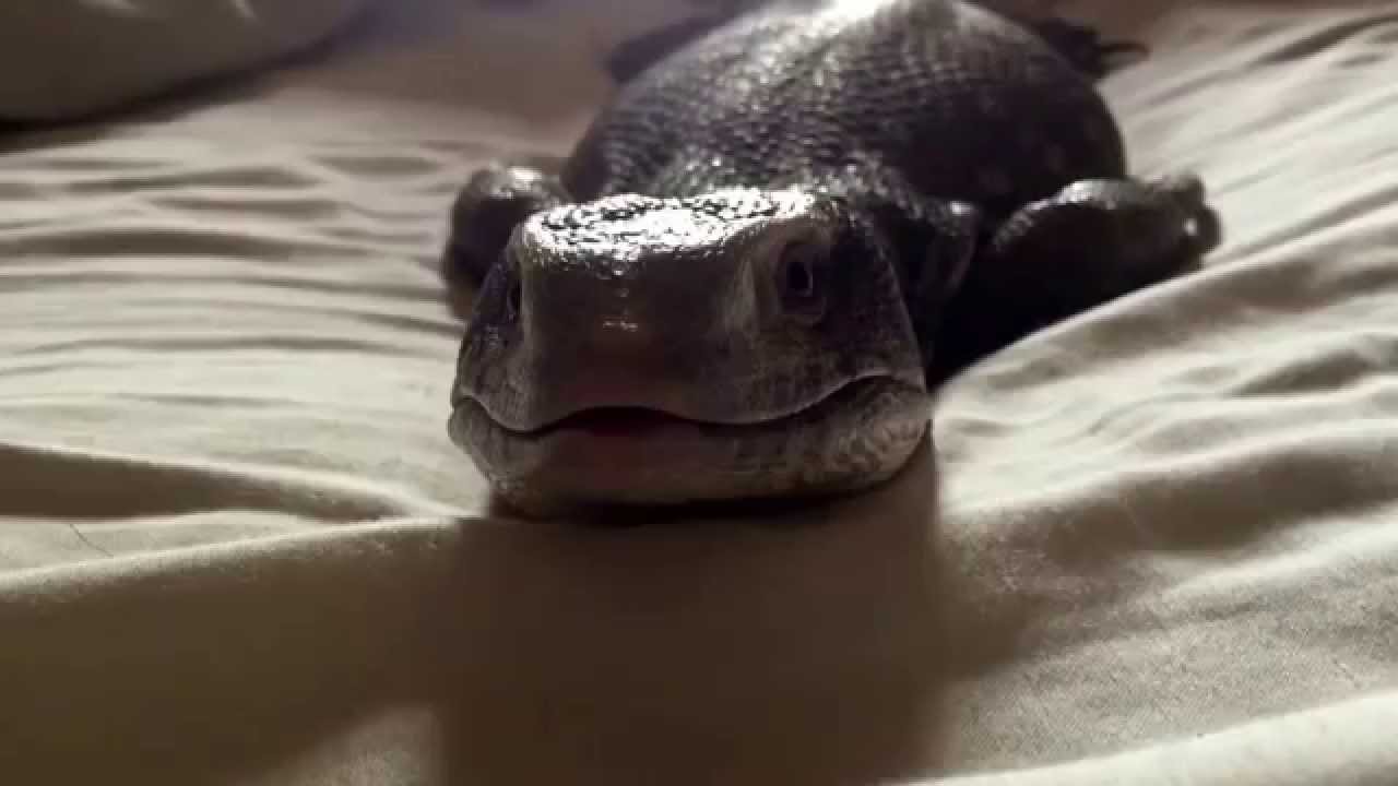 camera iphone 8 plus apk Human why did you uncover me?