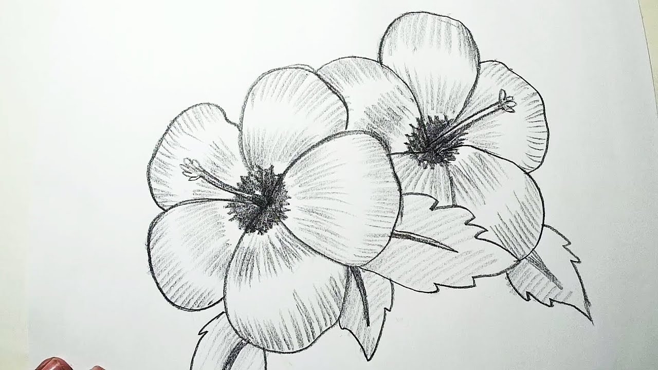 View Pencil Flower Drawings Gif – Special Image