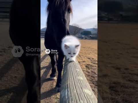 あけましておめでとうございます｜ふわふわ白猫の新年 #kitten #子ネコ #cat #ウマ #horse