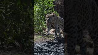 ЯГУАР — МАШИНА ДЛЯ УБИЙСТВА В ДЖУНГЛЯХ #jaguar #animals