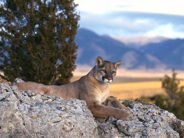 puenting Plano estómago Animales en peligro de extinción: El puma - YouTube