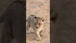 Lion Cub Roaring Roar Sound Babylion