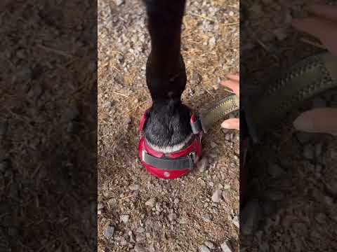 البديل الحديث للحدوات المعدنية