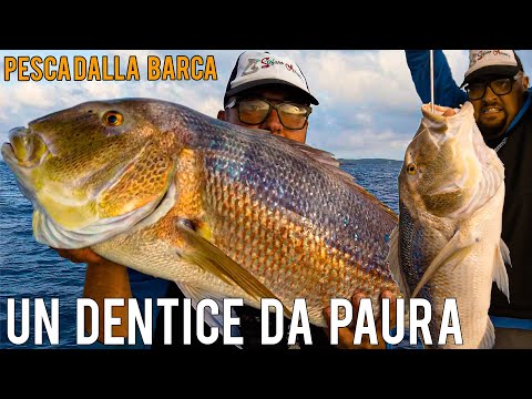 Dentice enorme a