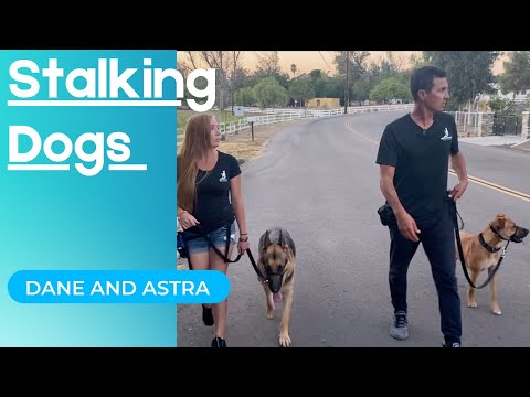 Βίντεο: Dog Leash Aggression: Σταματήστε το πριν ξεκινήσει