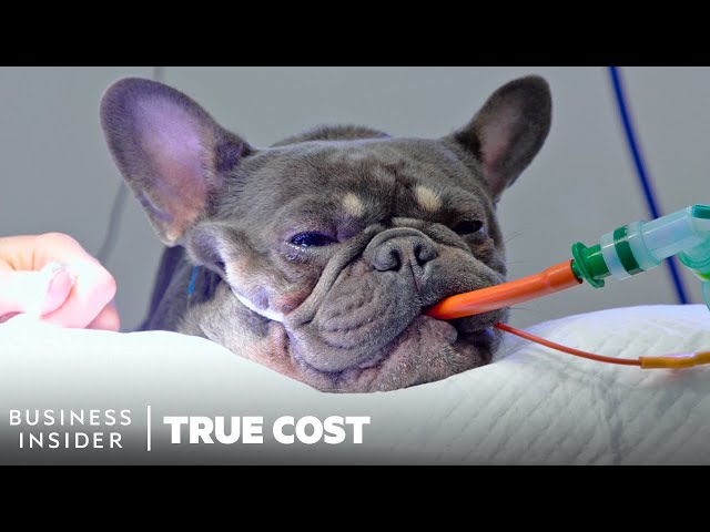 How Extreme Breeding Is Leaving Pugs And Bulldogs Breathless | True Cost | Business Insider