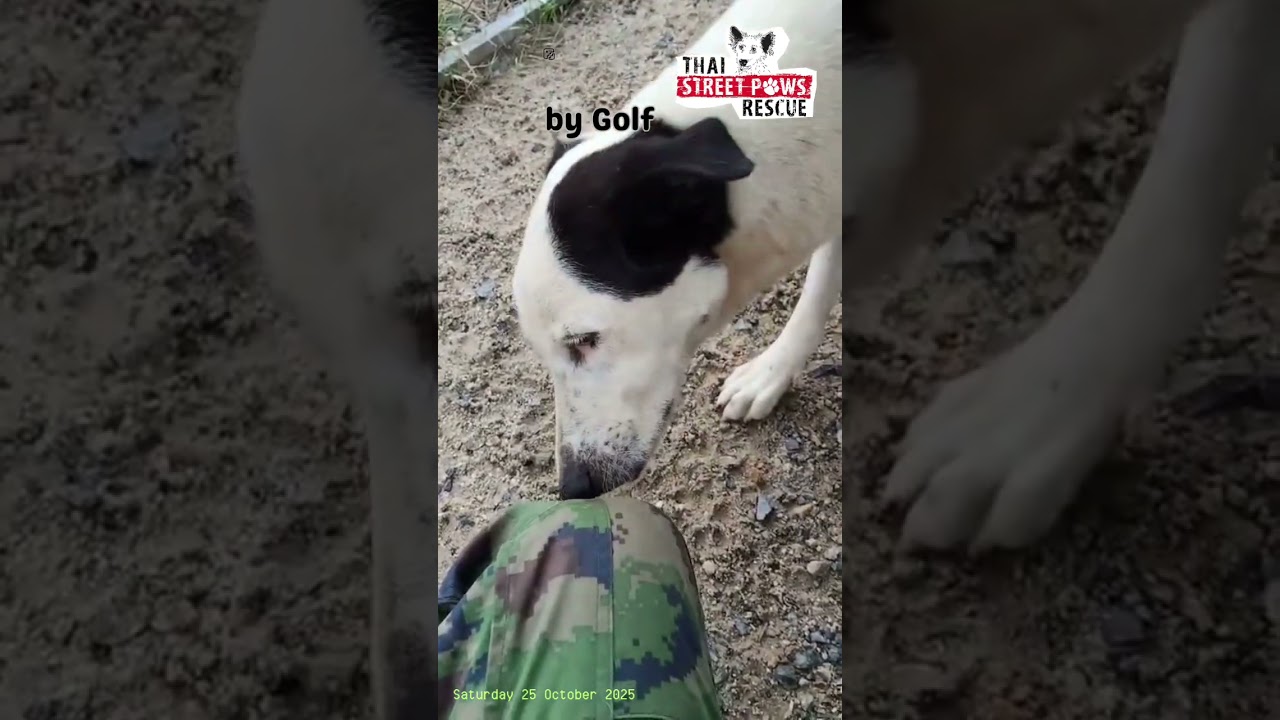 HANDSOME "MATOOM" (with brief appearance by Penelope) by Golf