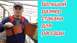 Почему большой стакан ПЛОХО для рассады. Наглядно и доходчиво.