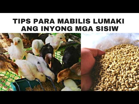 Video: Boston Fern Outdoor Care - Mga Tip Para sa Pagpapalaki ng Boston Fern Sa Mga Hardin