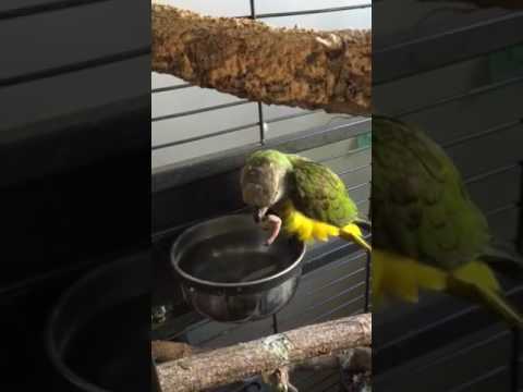 lady marmalade lyrics 'Baby Bird' my 41 year old Senegal Parrot having a little drink