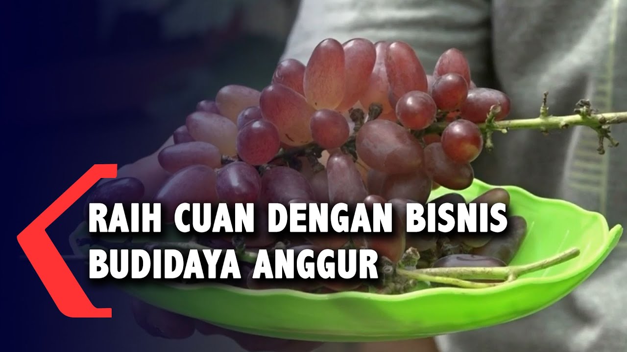 Raih Cuan dengan Bisnis Budidaya Anggur 
