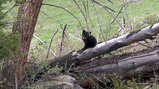Having fun on a fallen tree