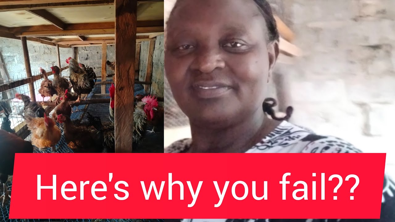 Reasons why your poultry farming fails - YouTube
