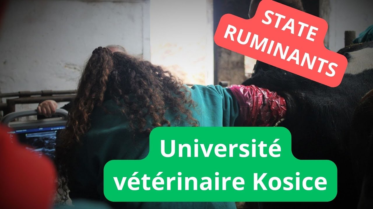 STATE DISEASES OF RUMINANTS ECOLE VETO YouTube — free download