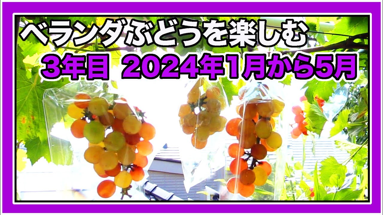 [ベランダ葡萄3年目]前編・2024年1月〜5月