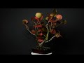 360 Display: Sea Grape Bonsa - Red Fall Colors