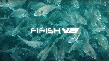 Mesmerising Fishes | Captured in 4K by the FIFISH V6 Underwater Robot