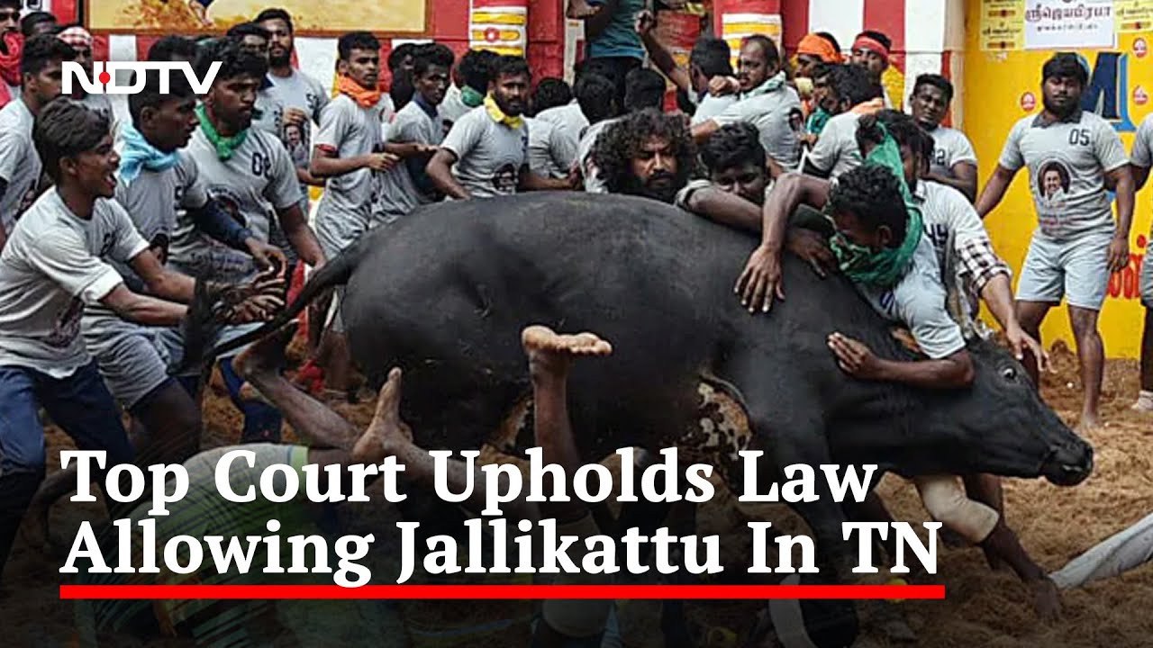 Jallikattu begins today — the 'barbaric sport' that celebrates hard-working  Tamil farmer