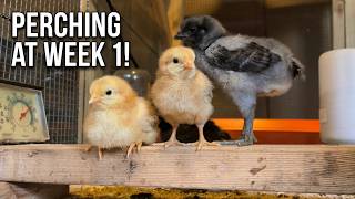 I Didn't Expect Baby Chicks to Do This So Soon! 🐣 (Week 1 Chick Update + Pool Pond Surprise)