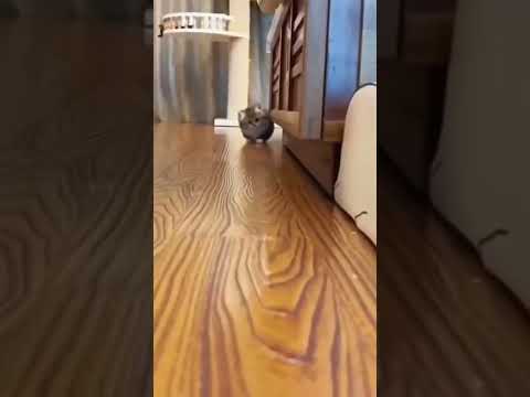 Baby Cats Cute And Funny Cat Videos Shorts Cat Tiktok 2 