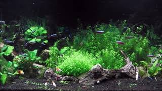 デスクトップでアクアリウム癒しの水槽垂れ流し動画。(apuarium）