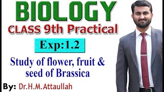 Study of flower, fruit and seed of Brassica |9th biology practical | Exp1.2 part 3