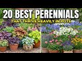 Top 20 Perennials That Thrive in Pots &amp; Come Back Every Year