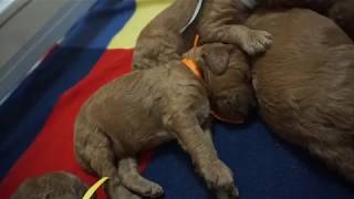 Red standard poodle puppies day -11 getting on the move by Debra Pohl 265 views 5 years ago 2 minutes, 45 seconds