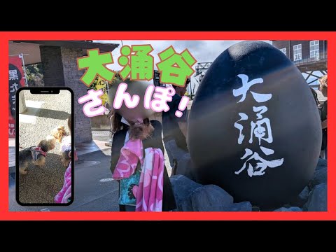 小さなヨーキーと箱根・大涌谷散歩|足柄SAで出会ったお友達【小型犬おでかけVlog】
