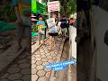 Зооларек в столице Лаоса, червяки и квест впихнуть невпихуемое в багажник