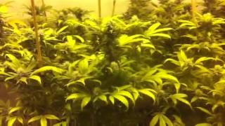 Day 25 of flower