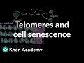 Telomeres and cell senescence | Cells | MCAT | Khan Academy