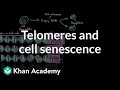 Cell Division and Senescence Quiz