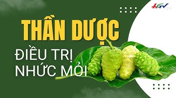 Trái nhàu - "thần dược" trị bệnh nhức mỏi | Truyền hình Hậu Giang