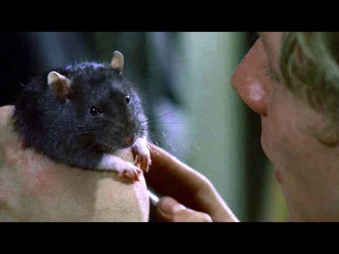 幻の動物パニック ネズミの名演集 映画 ウイラード Dvd本編映像 Youtube