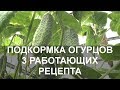 Подкормка Огурцов Народными Средствами 3 Работающих Рецепта