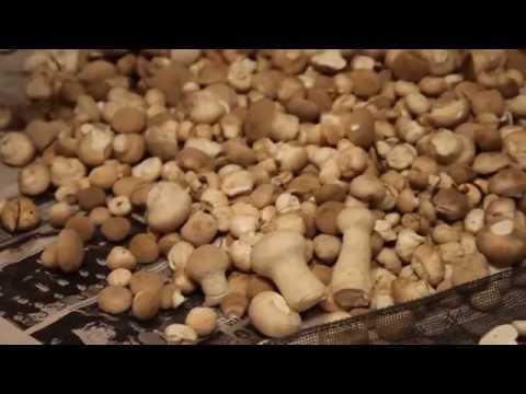 Как сушить гриб дождевик в домашних условиях